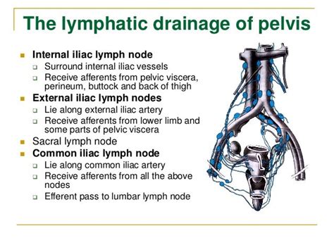 Pelvic Lymph Drainage Female