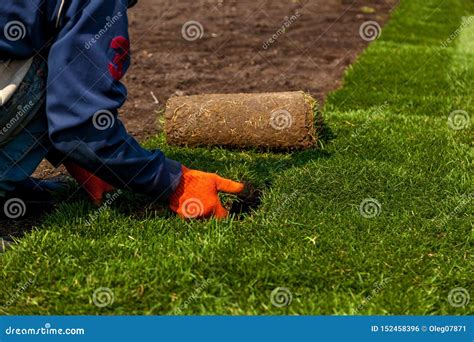 Laying of grass in rolls stock photo. Image of green - 152458396