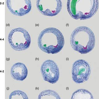 Numbers of peripheral endosperm nuclei at maximum endosperm development... | Download Scientific ...