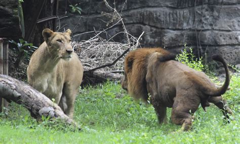 Lion found hanged in Indonesian zoo | World news | The Guardian