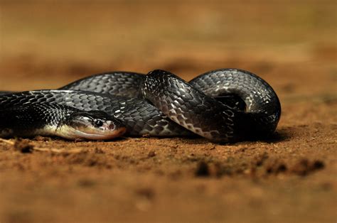 Man Showing Off With Snake Wrapped Around His Neck Gets Bitten to Death - Newsweek