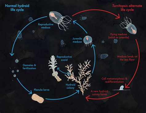 Turritopsis Life Cycle | Life cycles, Art grants, Science articles