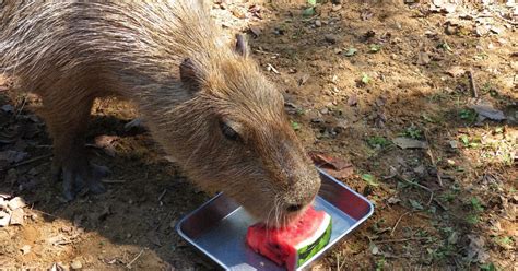 Japanese zoo's capybara tastes sweet victory in 'Capylympic' watermelon eating contest - The ...