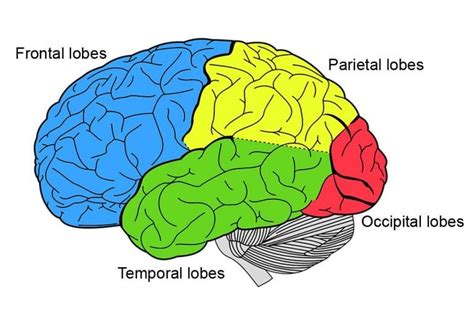 Cerebrum: Definition, Anatomy And Function