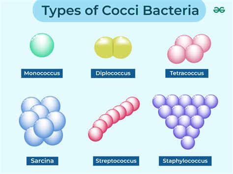 Gram Negative Coccobacilli List