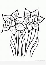 Coloring Pages  Simple Printable Daffodil Flower sketch template