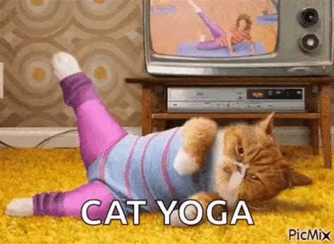 Cat Exercise GIF - Cat Exercise Workout - Discover & Share GIFs