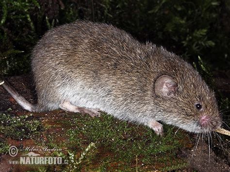 Field Vole, Short-tailed Vole Photos, Field Vole, Short-tailed Vole Images, Nature Wildlife ...