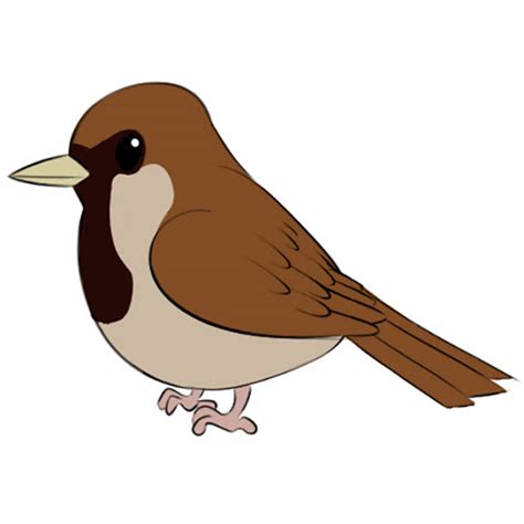 How to Draw a Sparrow for Kids