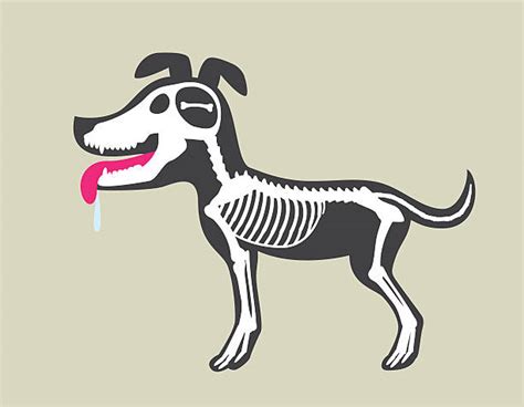 3,200+ Dog Skeleton Stock Illustrations, Royalty-Free Vector Graphics ...