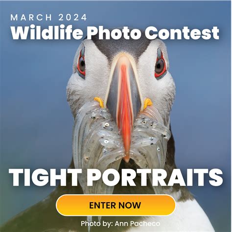 Wildlife Photography Contest | Journal of Wildlife Photography