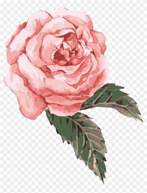 Flower Watercolor Painting Clip Art - Pink Watercolor Rose Png - Free Transparent PNG Clipart ...