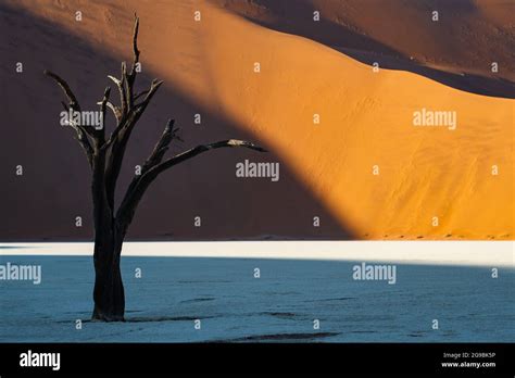 Camelthorn tree hi-res stock photography and images - Alamy