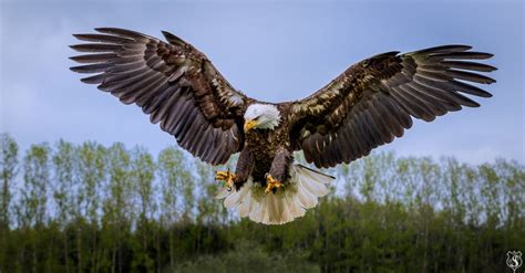 Bald Eagle Hunting | Eagle hunting, Bald eagle, Bald eagle photography