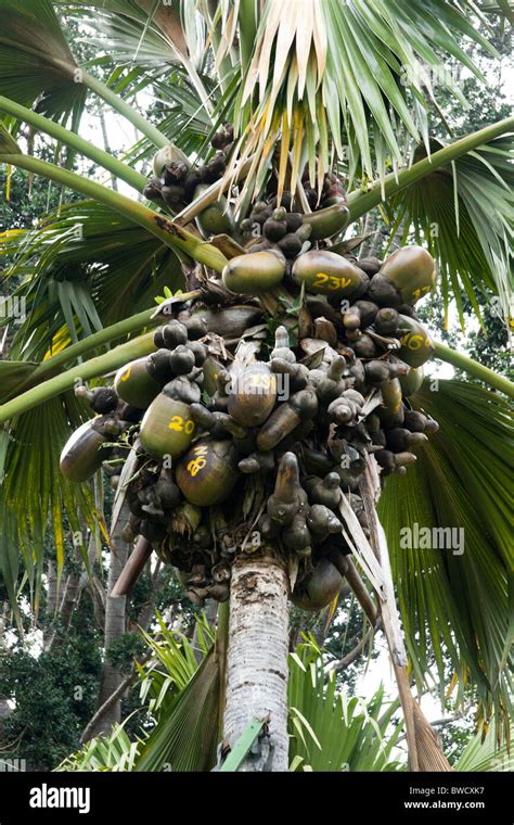 Double Coconut at the Royal Botanic Gardens, Peradeniya, Sri Lanka ...