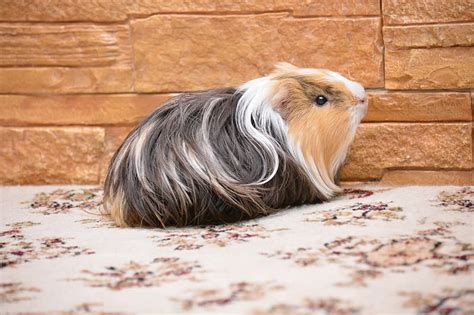 Rabbit & Guinea Pig Grooming Company in Poole And Bournemouth, UK