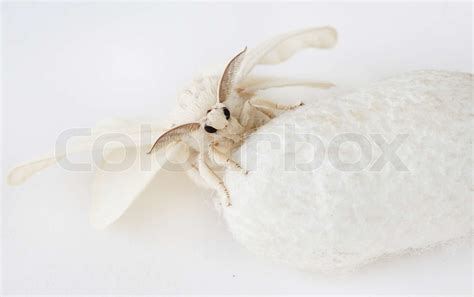 Silk Moth on Silk Cocoon | Stock image | Colourbox