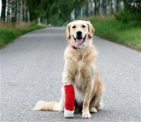 Care for Injured Dogs