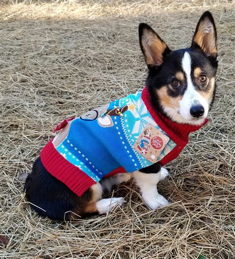 Clancy wearing his Christmas sweater. : corgi