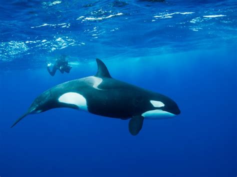 Female orca swimming on the surface with a diver in the background ...