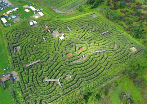 Corn Mazes: Where Getting Lost Is an Art Form