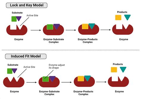 What are Enzymes? An Introduction