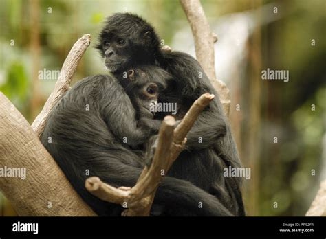 Monkeys hugging hi-res stock photography and images - Alamy