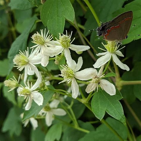 Clematis virginiana | Brushwood Nursery, Clematis Specialists