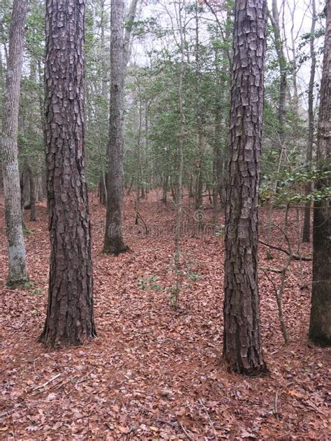 Delmarva Peninsula Fox Squirrel Stock Image - Image of beasts, assateague: 13165541