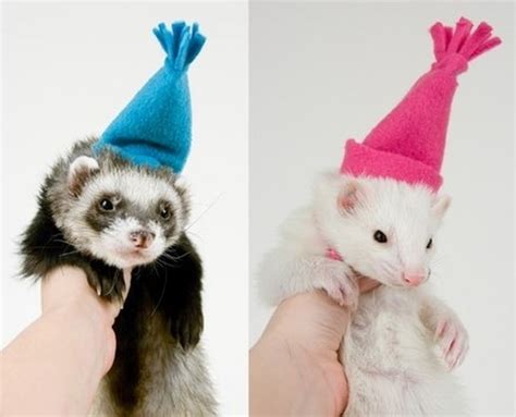 23 Adorable Animals Wearing Hats... - Gallery | eBaum's World