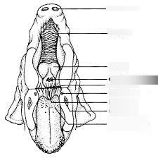 Pig mouth Diagram | Quizlet