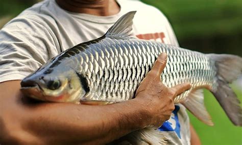 Bagaimana Ikan Jelawat Sultan Mendapat Nama - Umpan