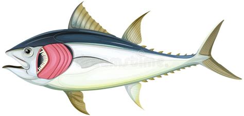 Fish Gills Diagram Stock Illustrations – 34 Fish Gills Diagram Stock Illustrations, Vectors ...