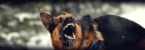 Angry Dog Barking by kataszynoviec on DeviantArt