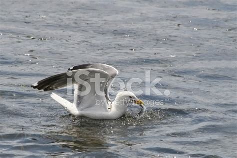 Seagull Catching And Eating A Fish Stock Photo | Royalty-Free | FreeImages