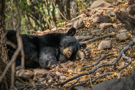 Deep in the Heart: A Texas Wildlife Story (2022)