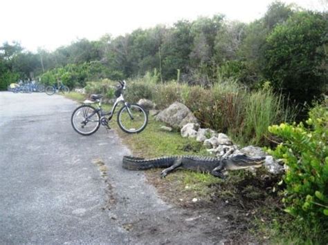 Everglades, Shark Valley | Everglades, Florida trail, Places to see