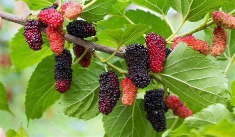 Mulberry Tree: Benefits, How to Grow and Maintain