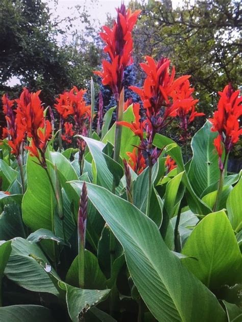 Canna Lily Bulbs Lg XL Extra Large Exotic Tropical Plant Can Get up to 6ft Tall W. Red Flowers ...