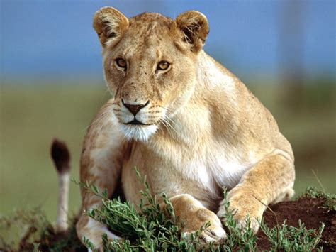 lioness - Heritage Tours And Safaris