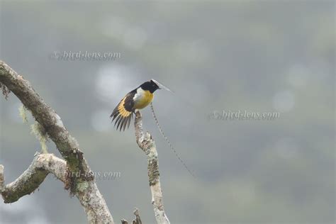 King-of-Saxony Bird-of-paradise – Bird Lens