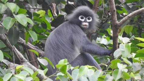 Meet the world's newest monkey species