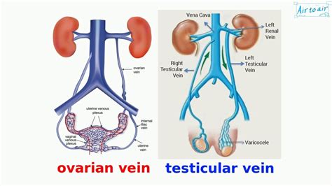 gonadal vein - YouTube