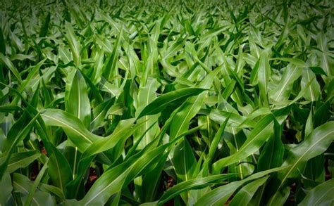 Cara Menanam Jagung Manis di Kebun Supaya Tongkolnya Lebih Besar - Toko Tanaman