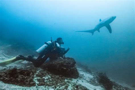 Diving - Malapascua Island Diving Philippines Cebu | Malapascua's Thresher Shark Divers