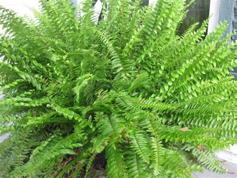 Fern Plant - 10 "Air Purifier" House Plants - Apartment Geeks - Kiestra Mureens