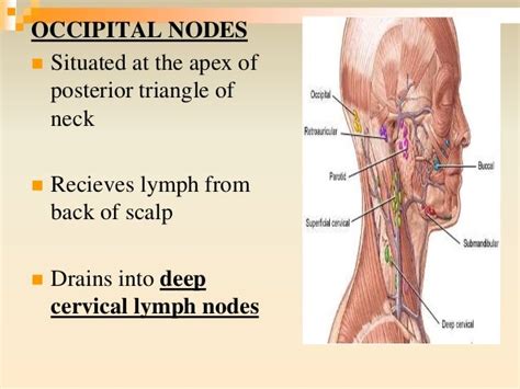 Lymphatic drainage of head and neck