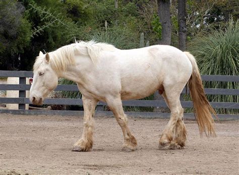 American Cream Draft Horse Info, Origin, History, Pictures