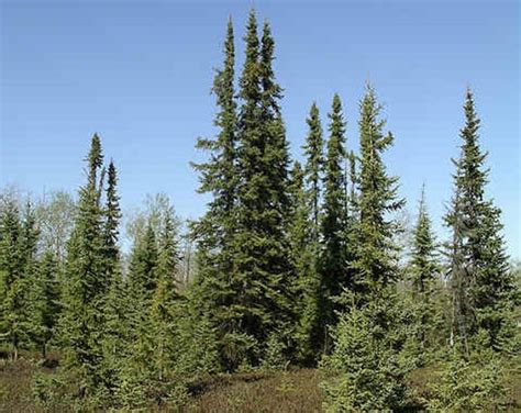 50 Black Spruce Tree Seeds Picea mariana