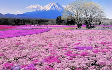 Shibazakura flowers field, Takinoue Park in Hokkaido, Japan | Phú sĩ, Núi phú sĩ, Du lịch